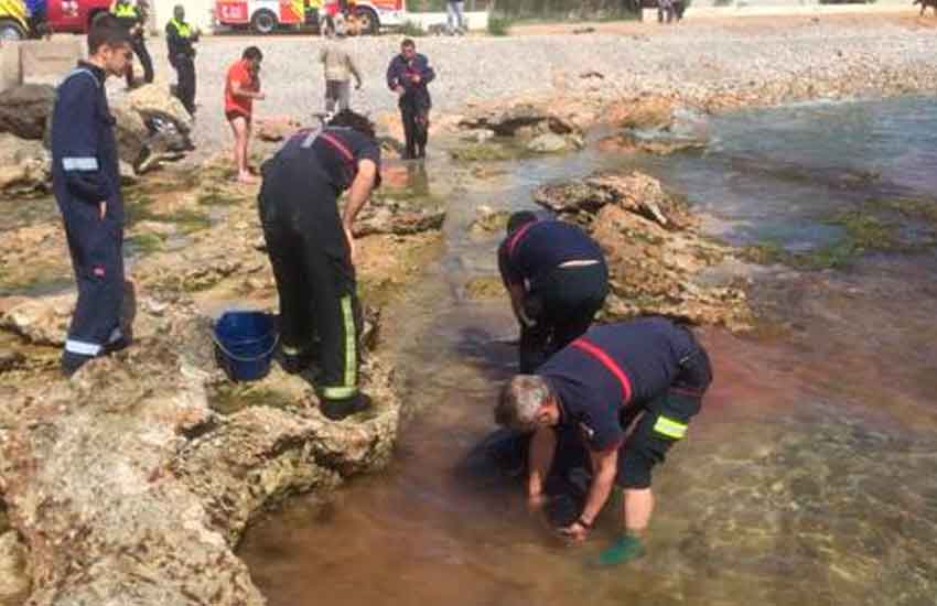 Bomberos rescatan a un delfín varado en la playa de Benicarló