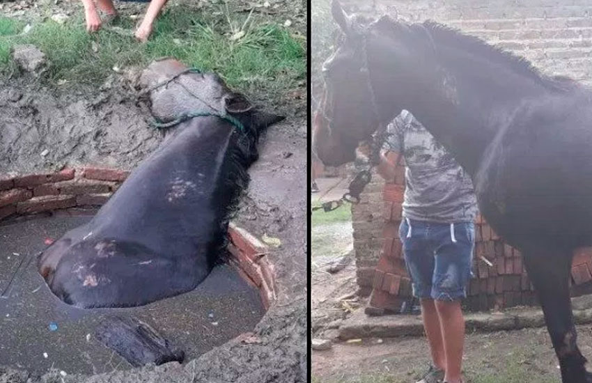 Bomberos de San Genaro rescataron a un caballo que cayó en un pozo