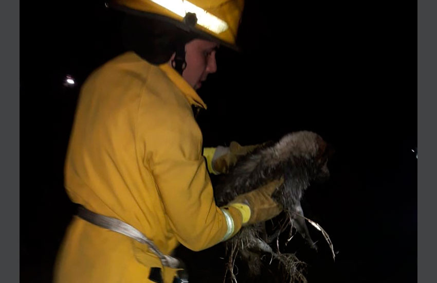 bomberos rescató a un perrito que había caído al canal