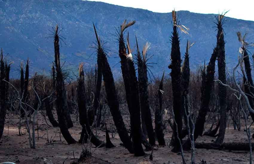 Lograron extinguir el incendio en Papagayos en San Luis