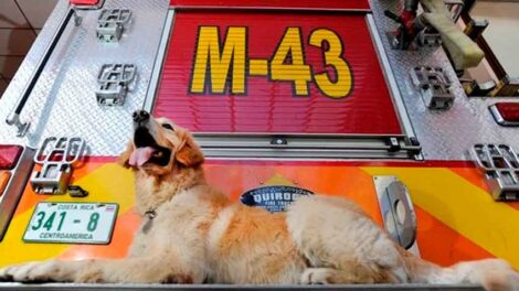 El perro que estuvo en terremoto de Haití será recordado por su heroísmo