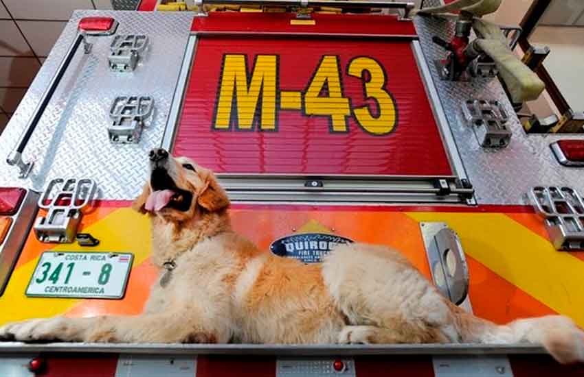 El perro que estuvo en terremoto de Haití será recordado por su heroísmo