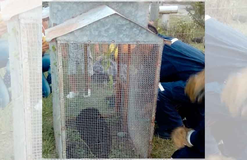 Bomberos Voluntarios rescataron un mono en Calchaquí