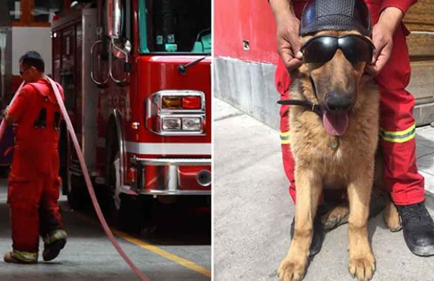 Denuncian que envenenaron a perros de los Bomberos para robar