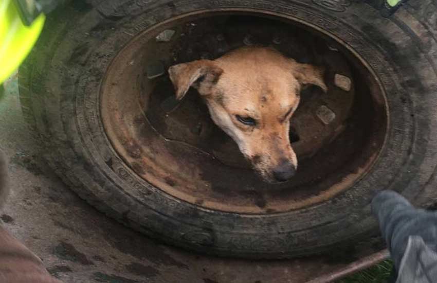 Rescataron un perro que quedó atrapado en una llanta