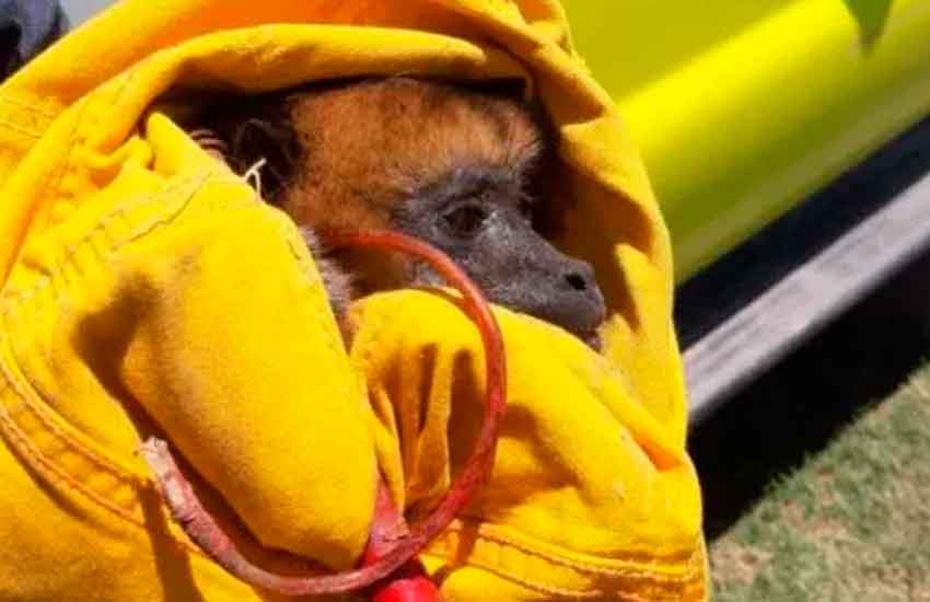 Bomberos de Charata rescataron a un mono carayá