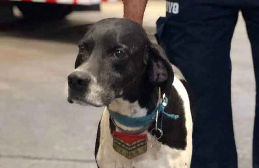 Falleció la mascota de los Bomberos de Quilmes