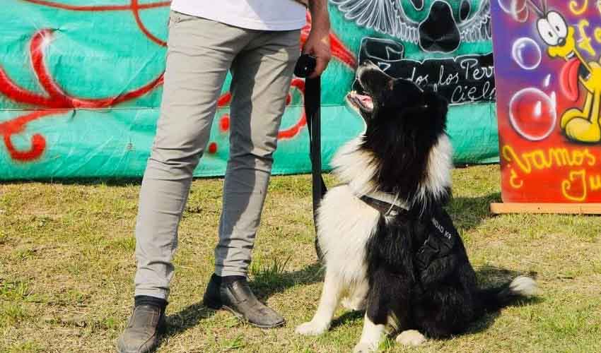 Dolor por el fallecimiento de un perro rescatista