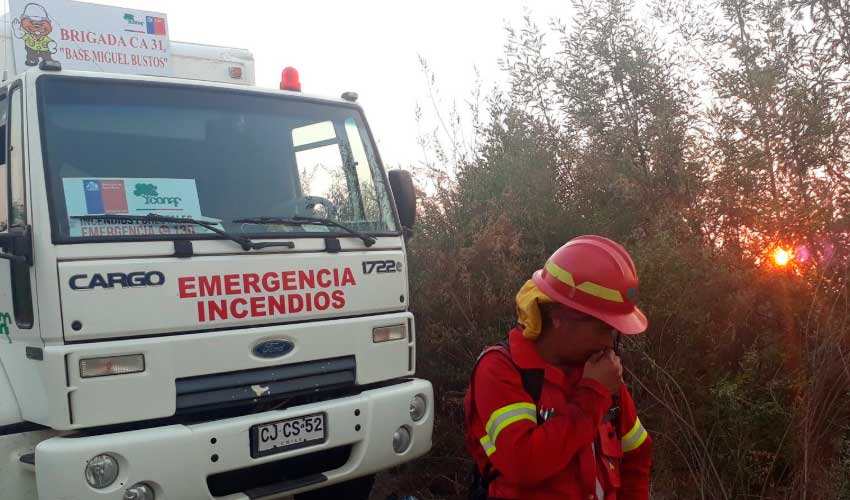 Decretan Alerta Roja por incendio forestal en Lota