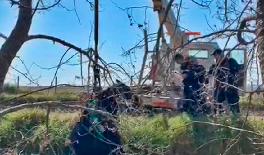 Bomberos rescataron a un caballo que cayó en una zanja