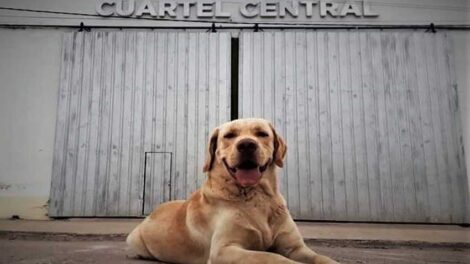 Tupac: El primer perro bombero certificado del Chaco para la búsqueda de personas