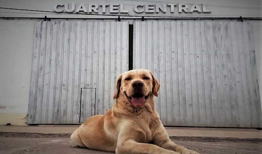 Tupac: El primer perro bombero certificado del Chaco para la búsqueda de personas