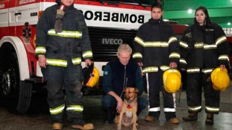 Murió atropellado el perro "bombero" del cuartel de Berazategui