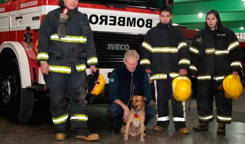 Murió atropellado el perro "bombero" del cuartel de Berazategui