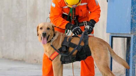 Un bombero perdió a sus perros adiestrados en el incendio de su casa