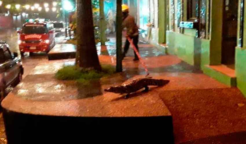 Bomberos Voluntarios de Itá rescatan siete yacarés de las calles