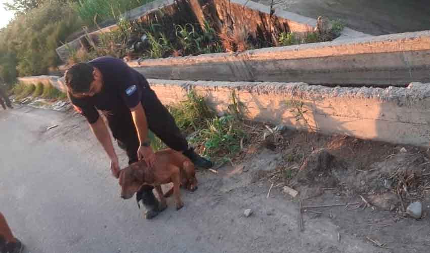 Tres bomberos se arrojaron a un canal para salvar a un perro