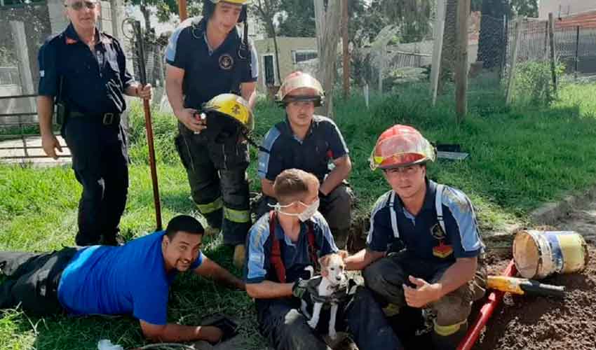 Bomberos rescataron a un perrito que cayó en un caño