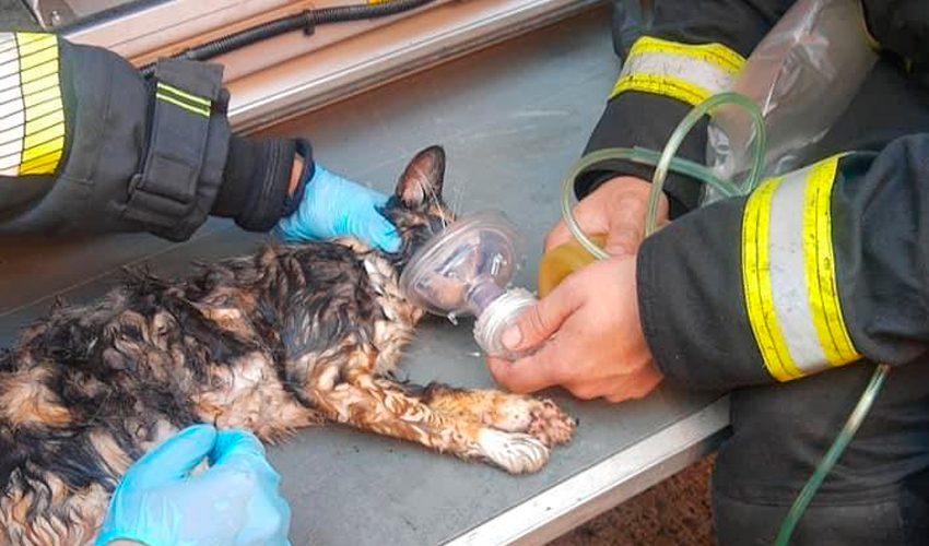 Bomberos rescatan de incendio a un gato y le salvan la vida