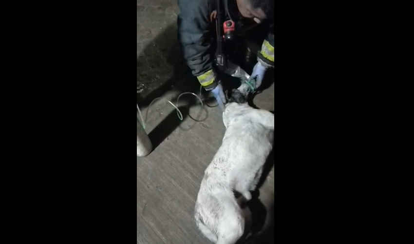 Bomberos rescataron a un perro de un incendio y tuvieron que darle oxígeno 