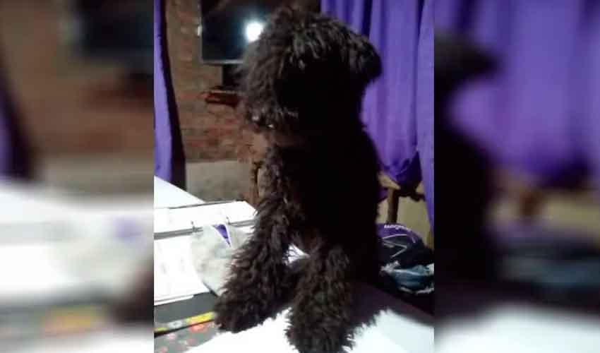 Denuncian a un bombero por matar a palazos a un perro