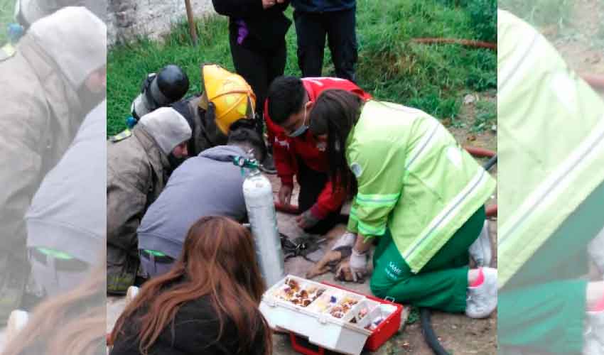 Bomberos de Quilmes reanimaron a las mascotas tras un incendio