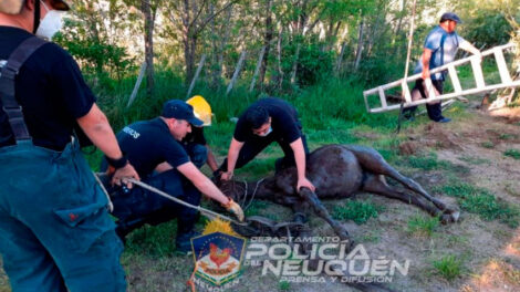 Bomberos rescatan a caballo que había caído en un pozo
