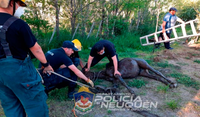 Bomberos rescatan a caballo que había caído en un pozo