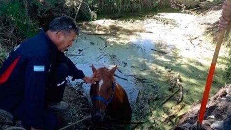 Bomberos de San Carlos rescatan un caballo que cayó en un arroyo