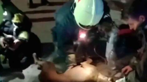 Los bomberos rescataron a un perro y a un gato atrapados en un incendio