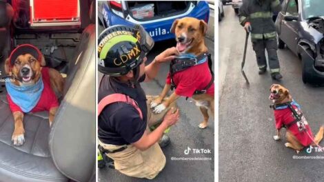 Pepe: el perrito bombero de la CDMX que cuida a la ciudadanía