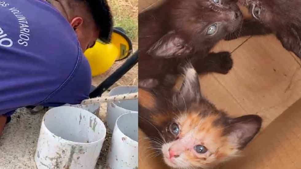 Tres gatitos cayeron por un caño y fueron rescatados por bomberos