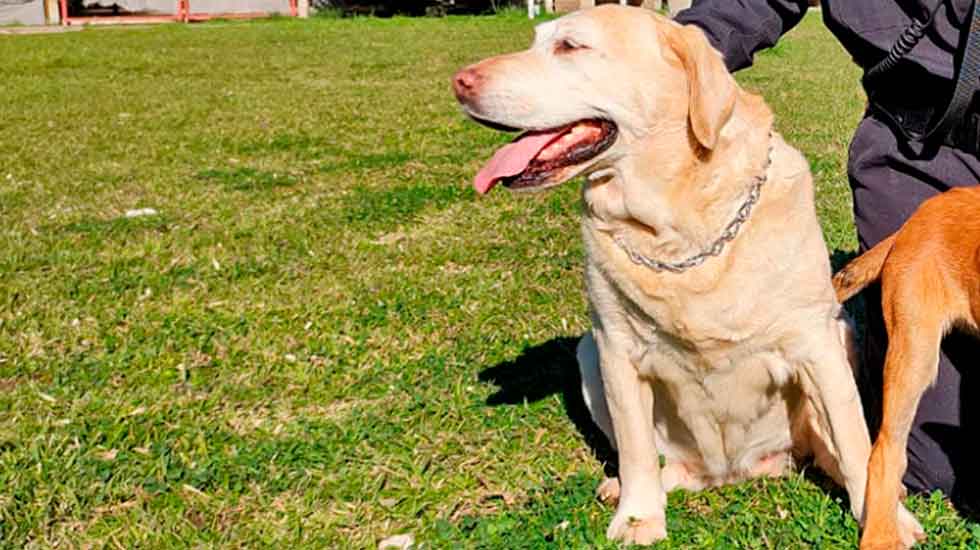 Falleció la labradora de la brigada de rescate de Bomberos