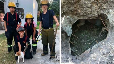 Los Bomberos de Esteban Echeverría rescataron a una perrita de un pozo