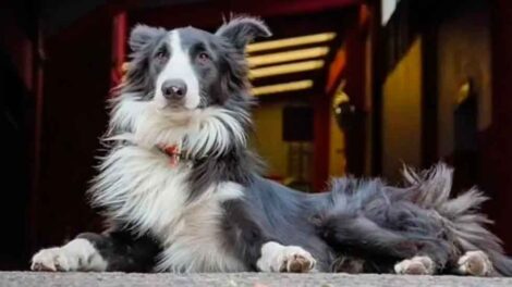 Intensa búsqueda de la mascota de los bomberos de Quilmes