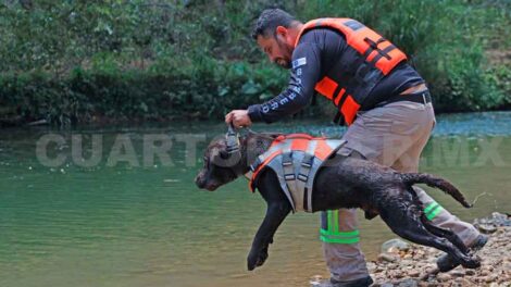 Togo: el perro salvavidas del Cuerpo de Bomberos