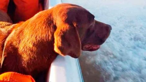 Murió Nerón: el perro rescatista de bomberos de Entre Ríos