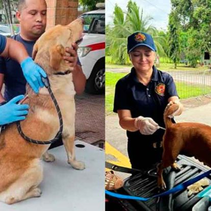 Bomberos veterinarios brindan atención a unidades caninas