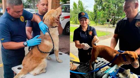 Bomberos veterinarios brindan atención a unidades caninas