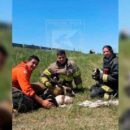 Bomberos rescataron a seis cachorritos que estaban en una alcantarilla