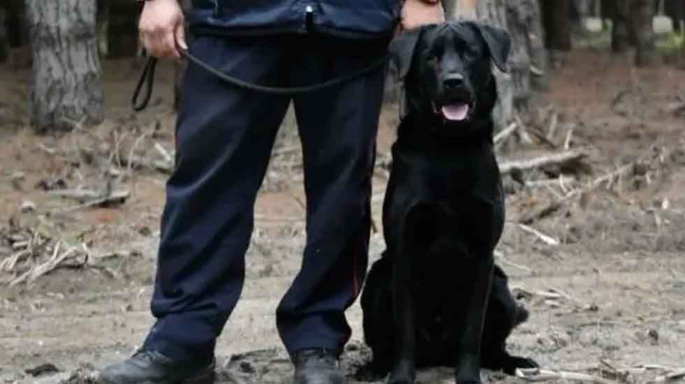 Bomberos Voluntarios juntan dinero para ayudar a su perro de rescate