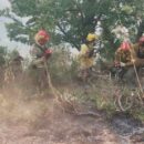 Informe del SNBV sobre los incendios forestales en Neuquén