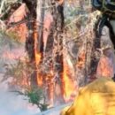 Dia 11: Informe del SNBV sobre los incendios forestales en Neuquén